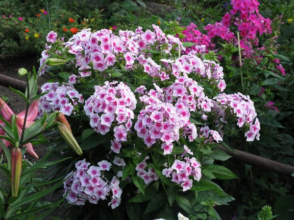 Флоксы кустовые