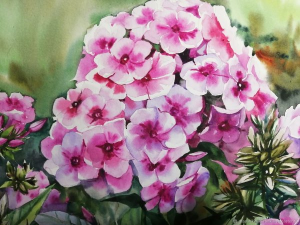 Флокс акварели Андрияки.