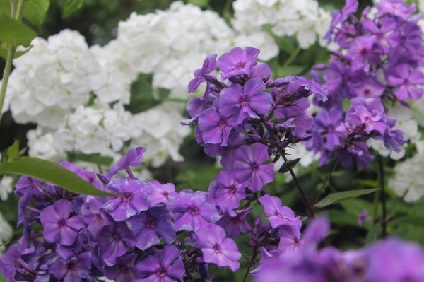 Флокс метельчатый Балморал