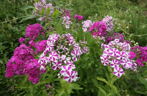 Флокс метельчатый Picasso