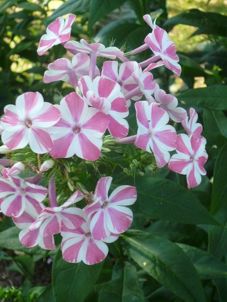 Флокс сорт Натали