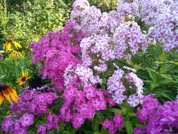 Флокс Флоксана