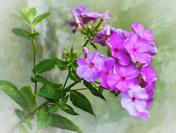 Хромакей Флоксы