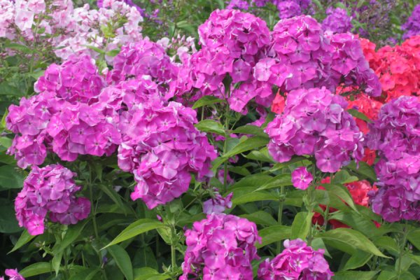 Флокс метельчатый