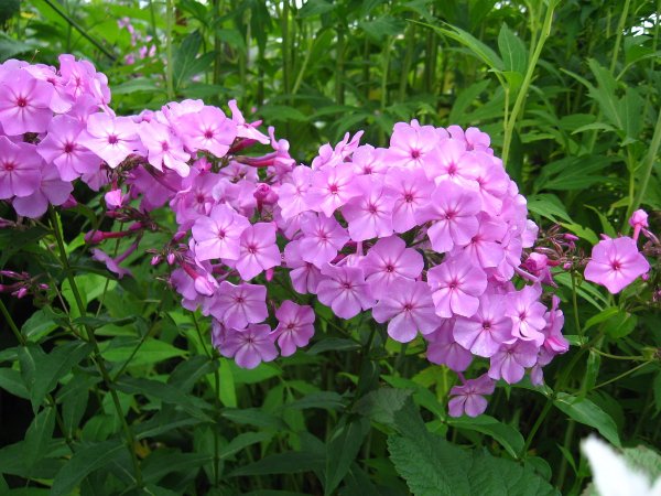 Флоксы многолетние раскидистый