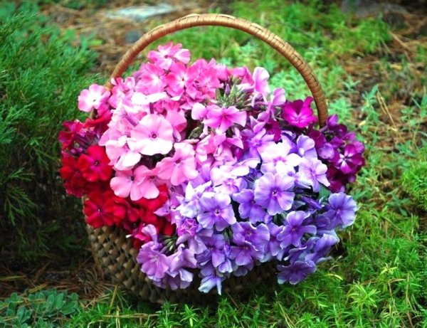 Флокс друммонда Промис лиловый