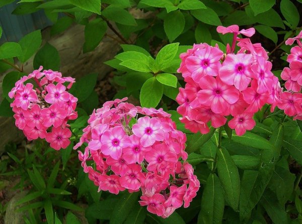 Флокс Johanna (Джоанна)