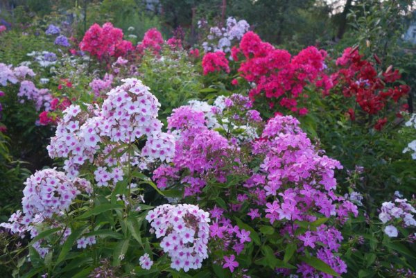 Флокс метельчатый