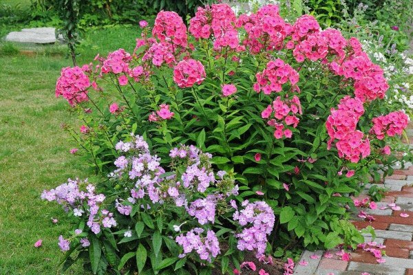 Флоксы микс многолетняя