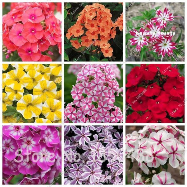 Юрий Арсенюк живопись цветы