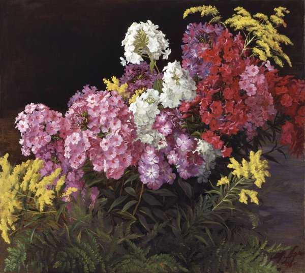 Флоксы многолетние весной