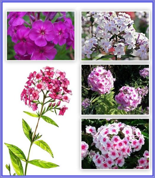 Флокс метельчатый