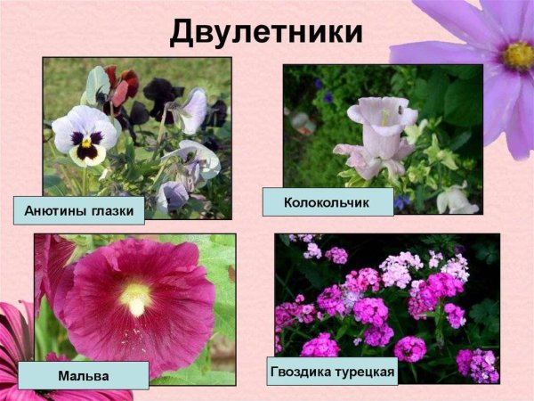 Цветы однолетники и двулетники