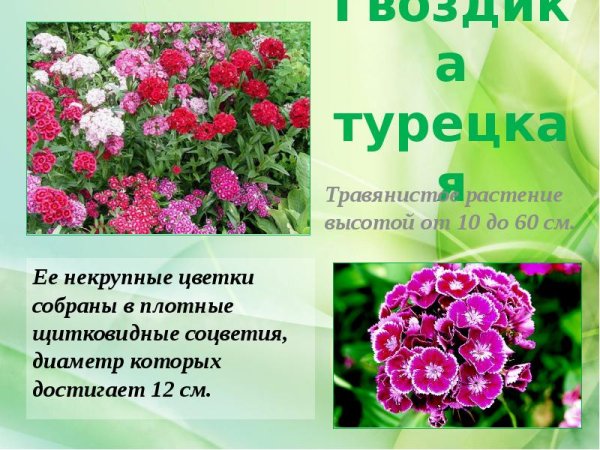 Что такое двухлетний двулетнее растение