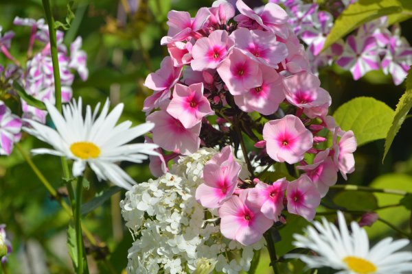 Флокс метельчатый Заря