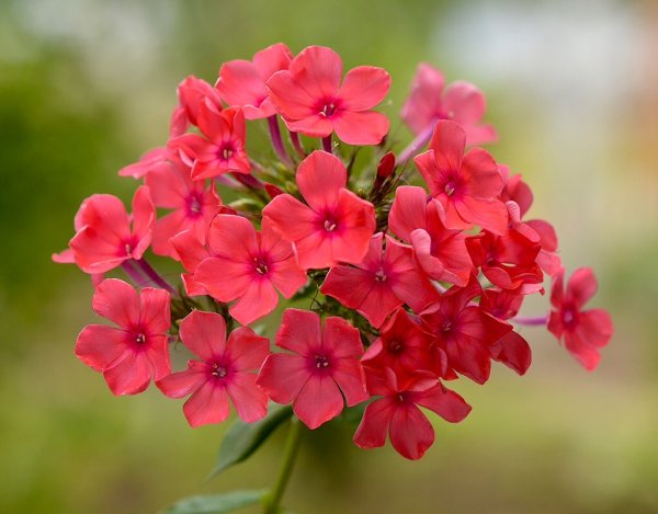 Флокс метельчатый Balmoral