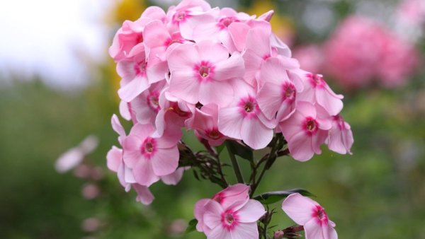 Метельчатый Флокс Sommerbouquet