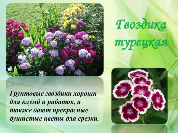 Двулетние цветковые растения