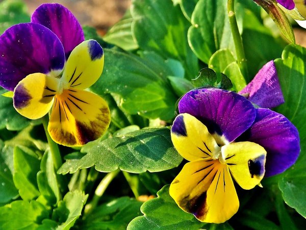 Виола трехцветная