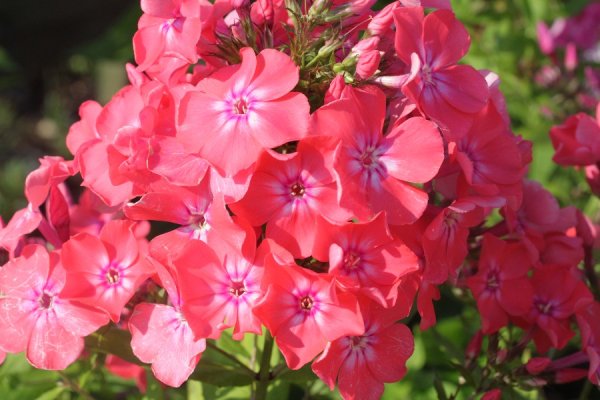 Флоксы цвета