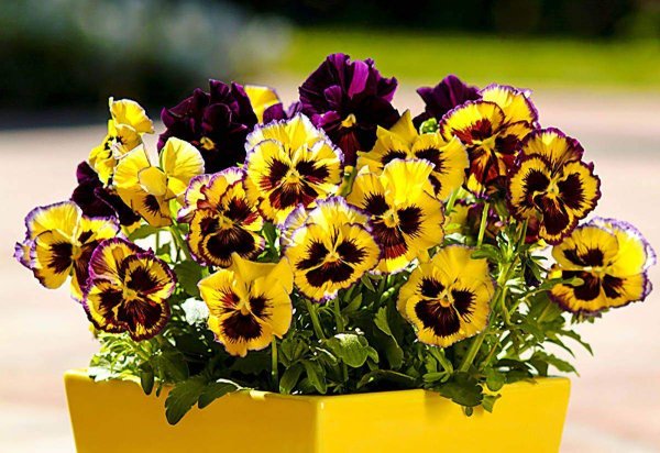 Виола Физзи