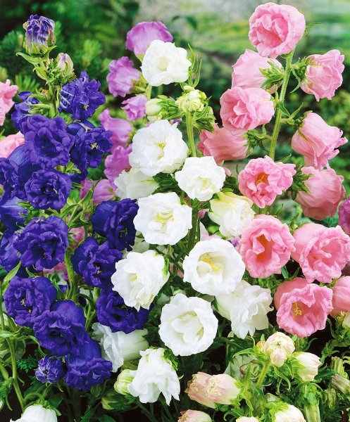 Двулетние кустарники