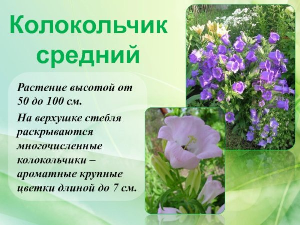 Семена цветов (двулетники) HD 1280x720px