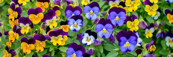 Колокольчик средний махровый