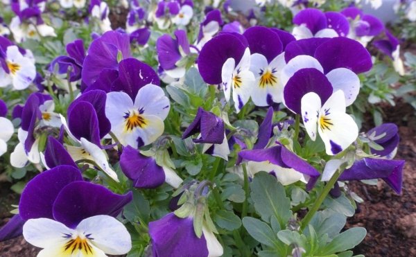 Многолетние двулетники однолетники