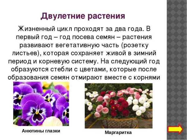 Двулетние растения: Мальва, Анютины глазки, маргаритки.