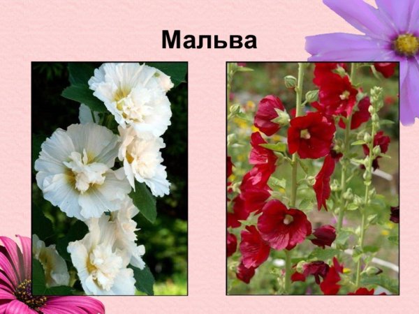 Двулетники Виола