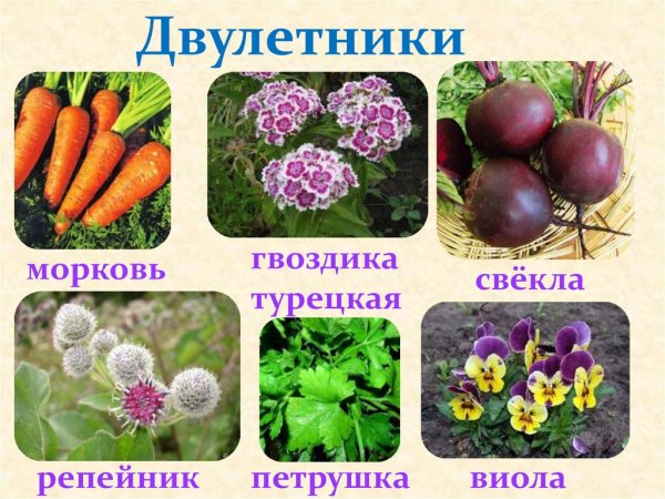 Цветы двухлетки садовые