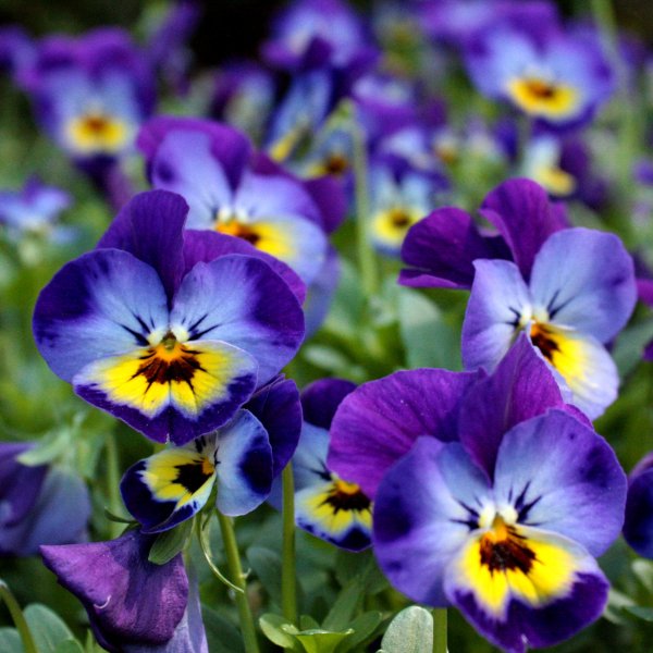 Растения однолетники двулетники многолетники