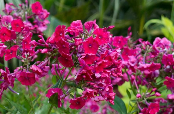 Флокс метельчатый Пикассо