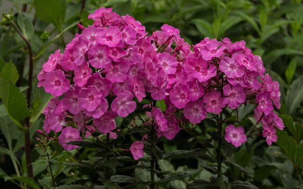 Флокс метельчатый "Мерлинка"