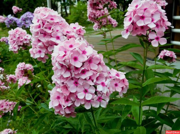 Флоксы Вербена