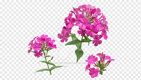 Флокс метельчатый Адинда