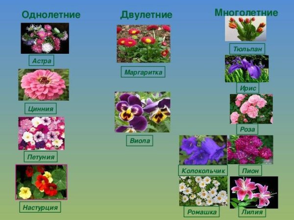 Анютины глазки