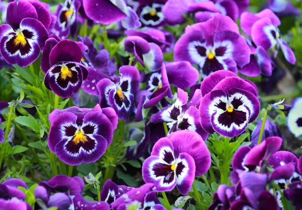 Двулетние и многолетние цветы