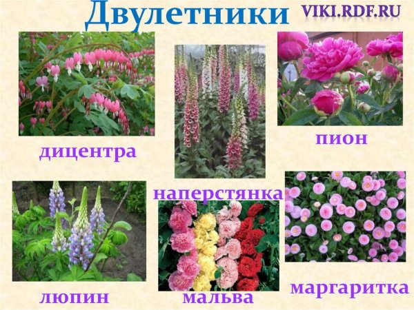 Двулетники весеннецветущие