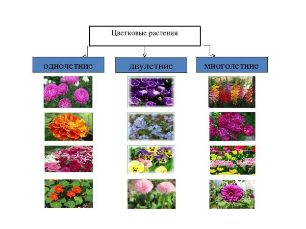 Наперстянка дигиталис Пурпуреа