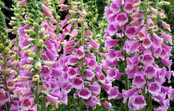 Двулетние цветковые растения