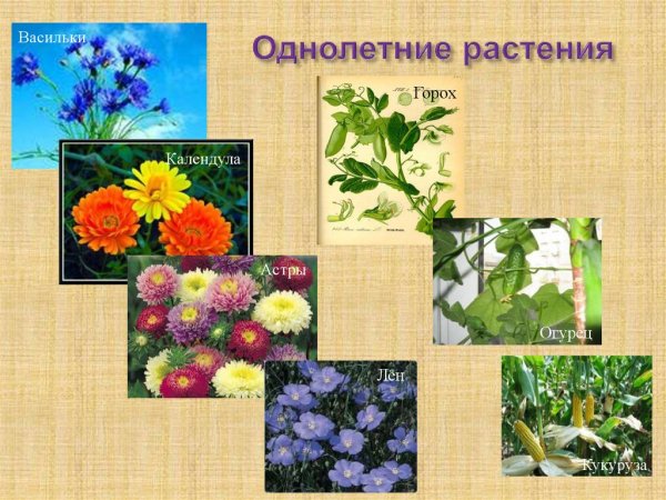 Виола Анютины глазки