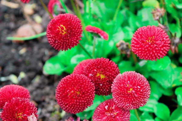 Растения однолетники двулетники многолетники