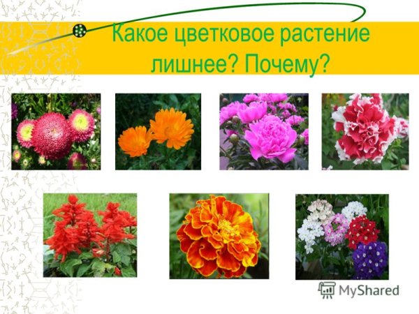 Многолетники двулетние