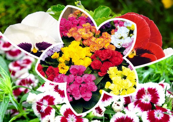 Анютины глазки двухлетние