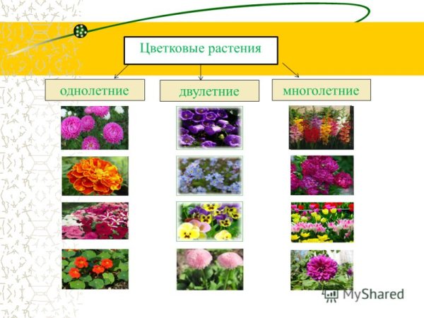 Виола Виттрока Анютины глазки