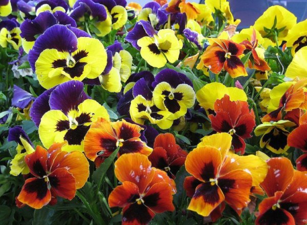 Однолетние двулетние и многолетние растения