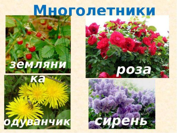 Колокольчик средний Кампанула