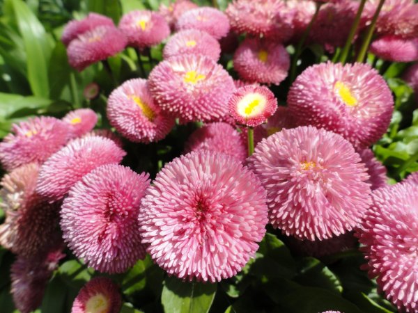 Гвоздика турецкая Холборн Глория